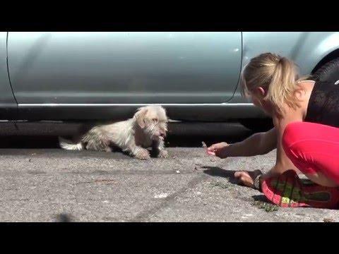 Homeless Sick Dog Living Under Cars For 7 Months - Finally Saved!