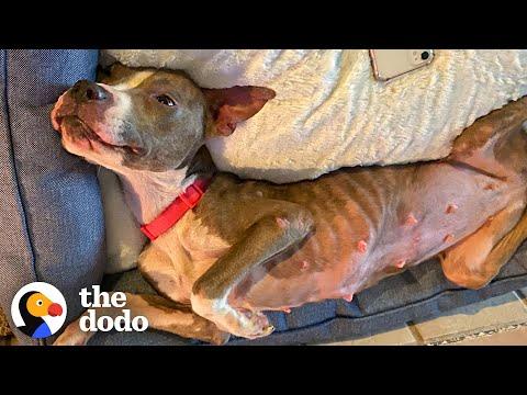 Skinny Abandoned Dog Walks Up To The Exact Right Person #Video