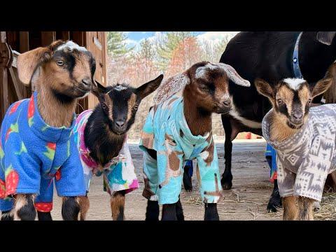 You’re invited to a goat pajama party! #Video