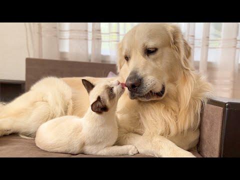 Kitten Washes a Golden Retriever Video [CUTENESS OVERLOAD]