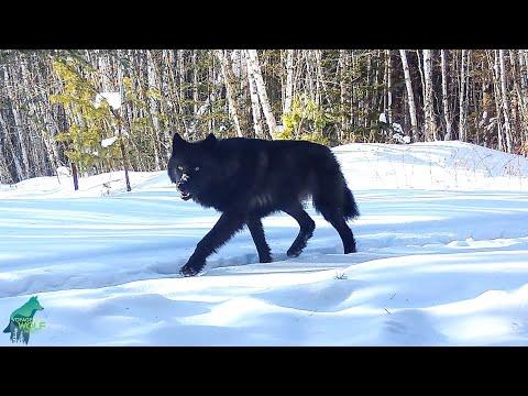 Rare black wolves in northern Minnesota #Video