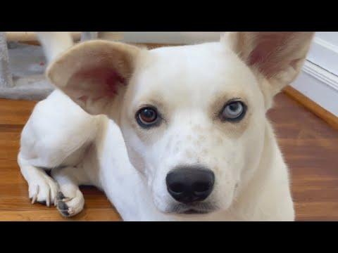 Cat person adopts a dog. And surprises haven't stopped coming. #Video