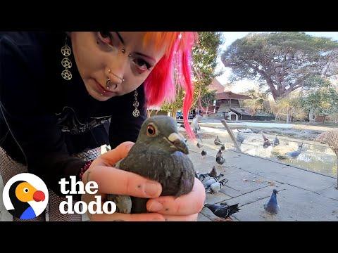 Meet The Real Life Pigeon Lady #Video