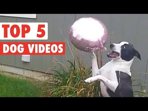 Top 5 Dog Videos || Funny Puppy Compilation