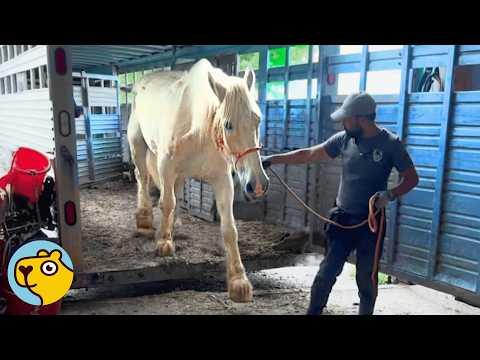 Tired Work Horse Survived Hard Years Thanks to His Friend #Video