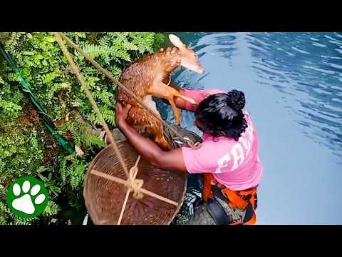 Deer Rescues That Prove Kindness Still Exists #Video