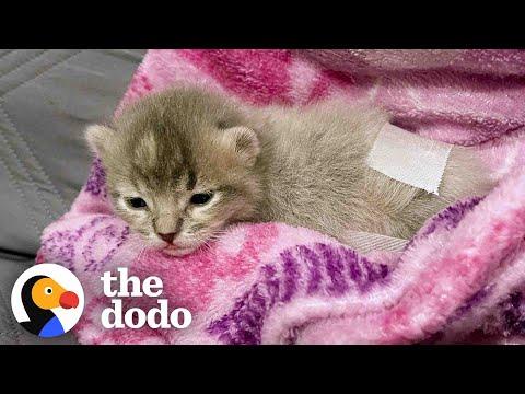 Kitten Who Could Only Scoot Learns To Walk #Video