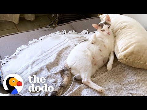 Couples Takes Home Pregnant Stray Cat Living At A Car Rental Shop In Costa Rica  #Video