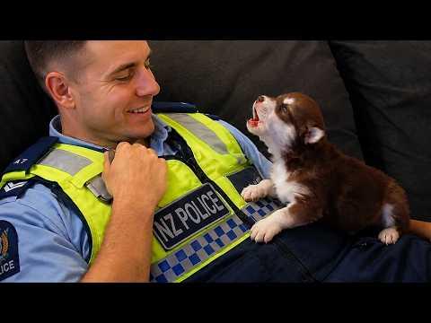 When You Get a Police Puppy but God Gives You a Little Comedian! #Video