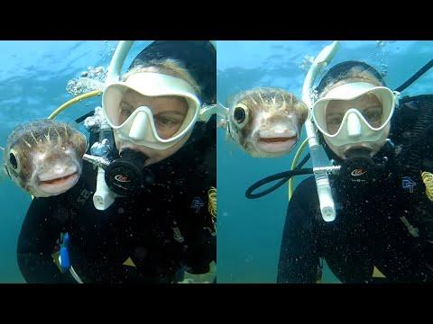 Curious Pufferfish Wants A Selfie. Your Daily Dose Of Internet. #Video
