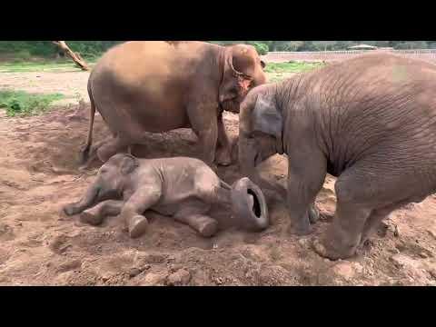 Double Trouble Baby Elephants Pyi Mai And Chaba Enjoying In The Hole - ElephantNews #Video