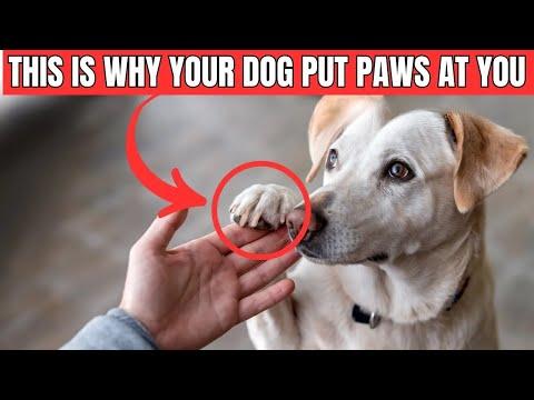 Does Your Dog Put Their Paw on You? This What it Really Means #Video