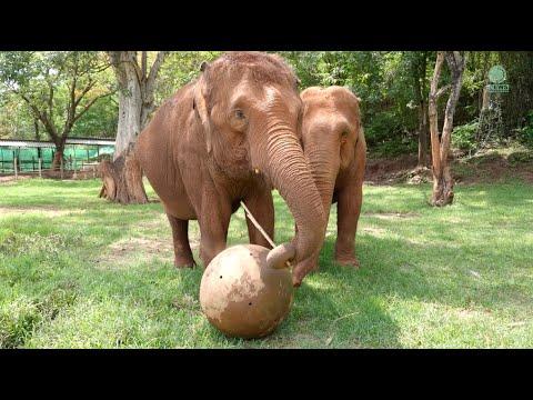 Elephants are intelligent, emotional, and self-aware with remarkable abilities - ElephantNews #Video