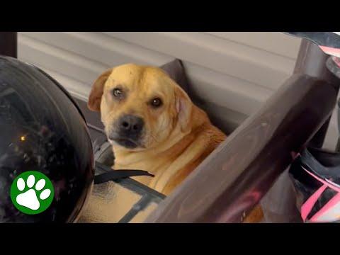 Saving A Dog From Airbnb #Video