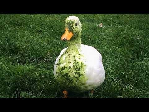 Funniest ANIMALS Videos 2026 that will make you DIE LAUGHING! #Video