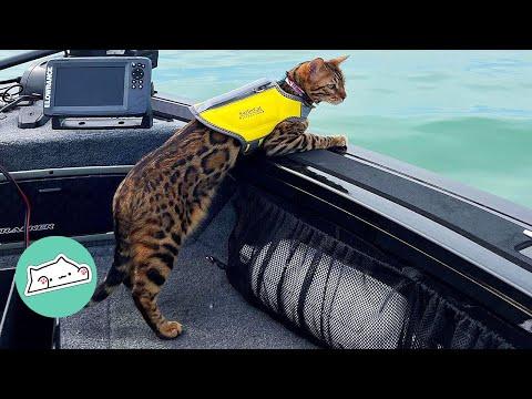 Curios Bengal Starts Kayaking and Falls in Love With Water #Video