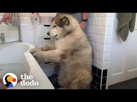 Family Tries To Convince Their Giant Alaskan Malamute To Get In The Bath  #Video