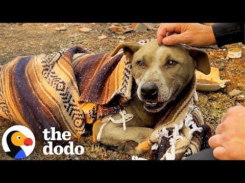 Dog Rescued From Rubble Gets Reunited With Owner #Video