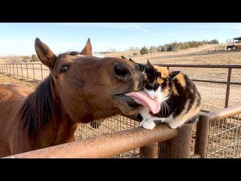 This Baby Made A New Best Friend | Funniest Horses #Video