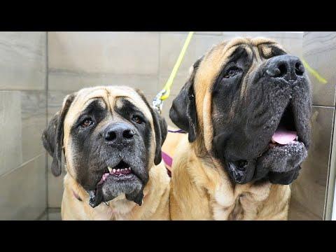 Bathing two giant, adorable, and slobbery English Mastiff dogs #Video