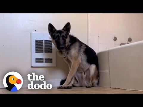 Terrified German Shepherd Wouldn't Leave Woman's Bathroom Until... #Video