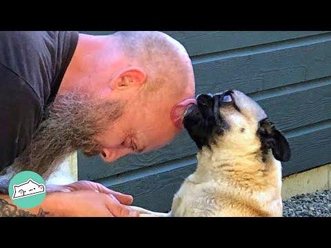 Pug Recovers From Two Surgeries to Become Guy's Traveling Companion #Video