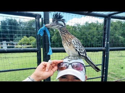 This Wild Roadrunner Comes Back Every Day — And Brings Me Gifts #Video