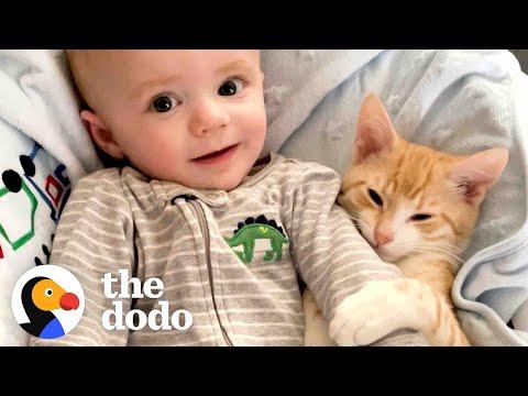 Cat Obsessed With Baby Brother Thinks He’s Also A Baby #Video
