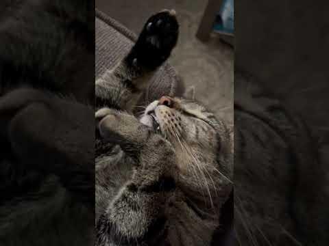 Comet the cat is snoring, and talking in his sleep. #Video