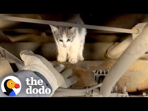 Truck Driver Finds The Cutest Surprise Under His Truck #Video