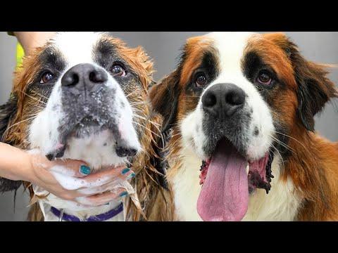 So you want a SAINT Bernard, eh? #Video