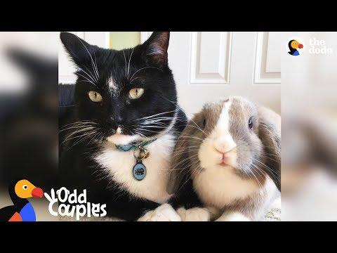 Feisty Cat Plays SO Gently With His Bunny Best Friend | The Dodo Odd Couples