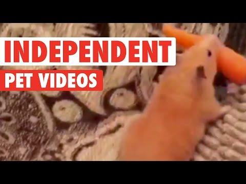 Strong Independent Pets || Awesome Pet Compilation