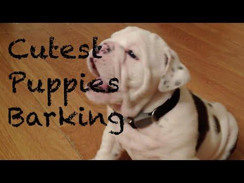 Cutest Puppies Barking Compilation