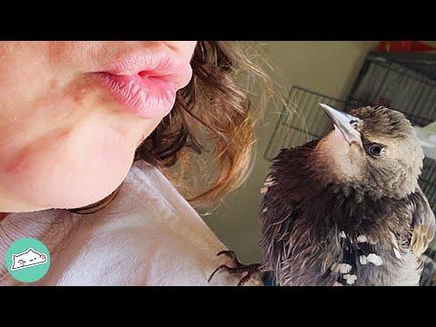 Rescue Starling Forms Very Special Bond with Woman #Video