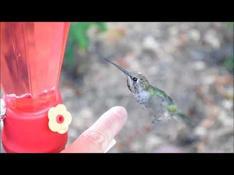 How to tame wild hummingbirds