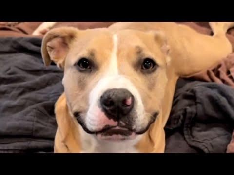Dog's smile hides her heartbreaking past #Video