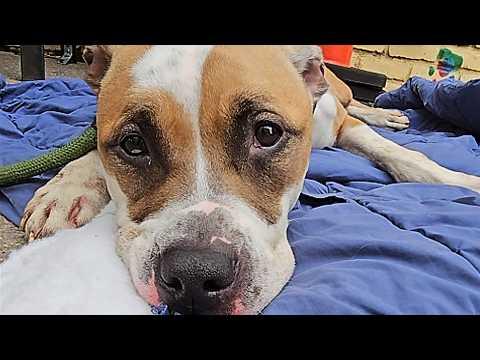 Guy builds custom snow racetrack for 'depressed' rescue dog #Video