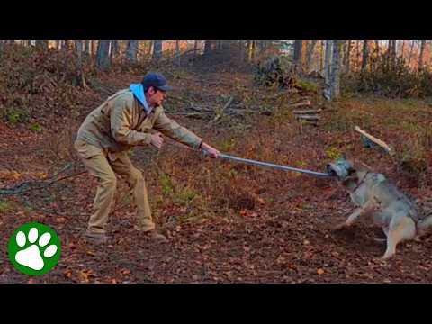 The Moment This Wolf Was Finally Freed #Video