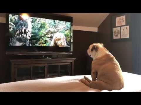 Bulldog Has Incredible Reaction To Actress In Trouble #Video