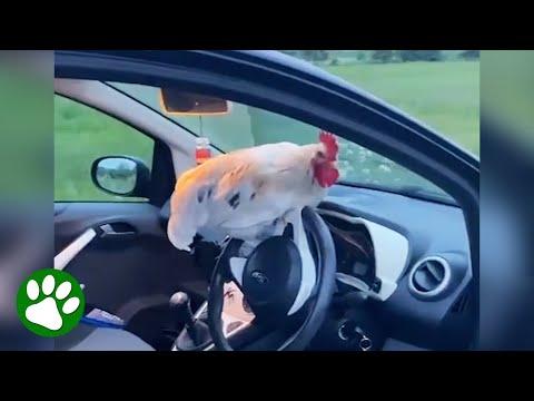 Rooster jumps into woman’s car and asks for help #Video