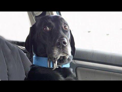 When Dogs Realizing They're Going to the Vet - Funniest Reaction #Video