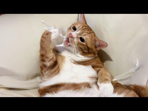The CAT Buffer Is Loading… Funniest Cat 2025 #Video
