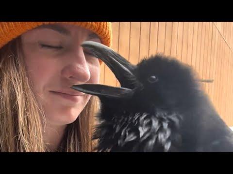 Raven makes amazing sound when he sees this woman #Video