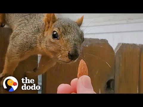 Squirrel Follows Woman Home and Demands Nuts | The Dodo Wild Hearts Video