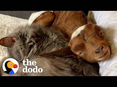 Baby Goat Grows Up Believing She's a Cat #Video