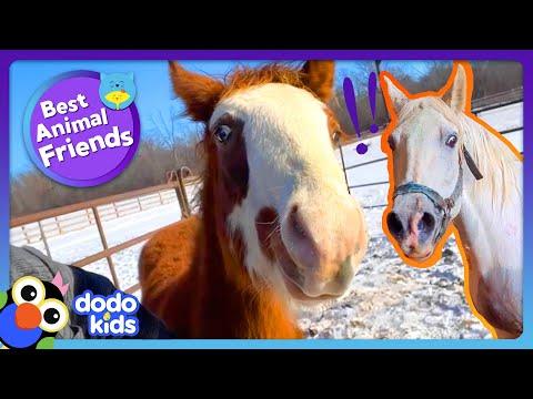 Can Rescuers Get Nervous Horses To Come Out Of Hiding? | Dodo Kids  #Video