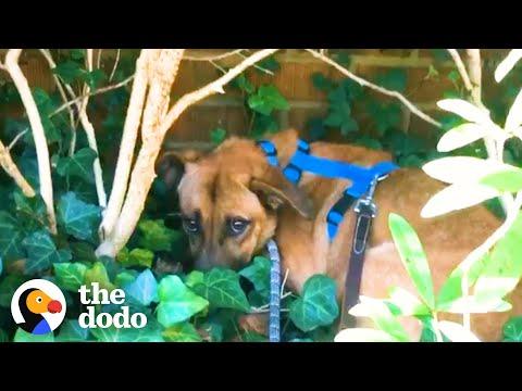 Scared Foster Dog Hid In The Bushes On Walks #Video