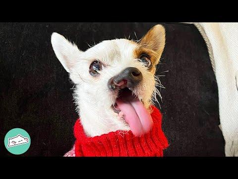 Rescue Terrier Learns To Smile After Being Adopted #Video