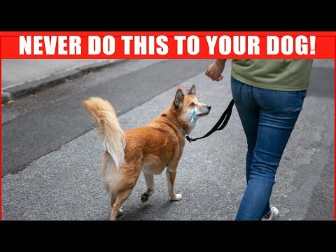 Why Skipping Your Dog's Walk is a Bigger Deal than You Think #Video